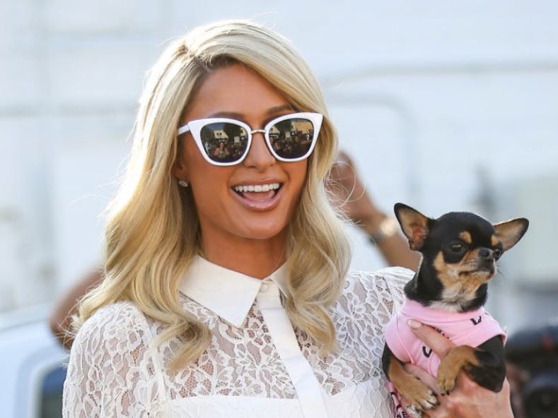 Paris Hilton avec son Chihuahua