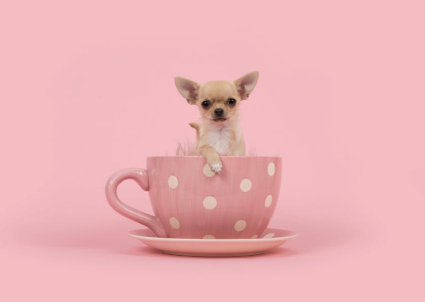 Chihuahua dans une tasse