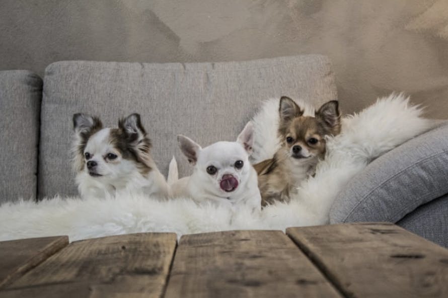 Trois Chihuahua couchés sur un canapé