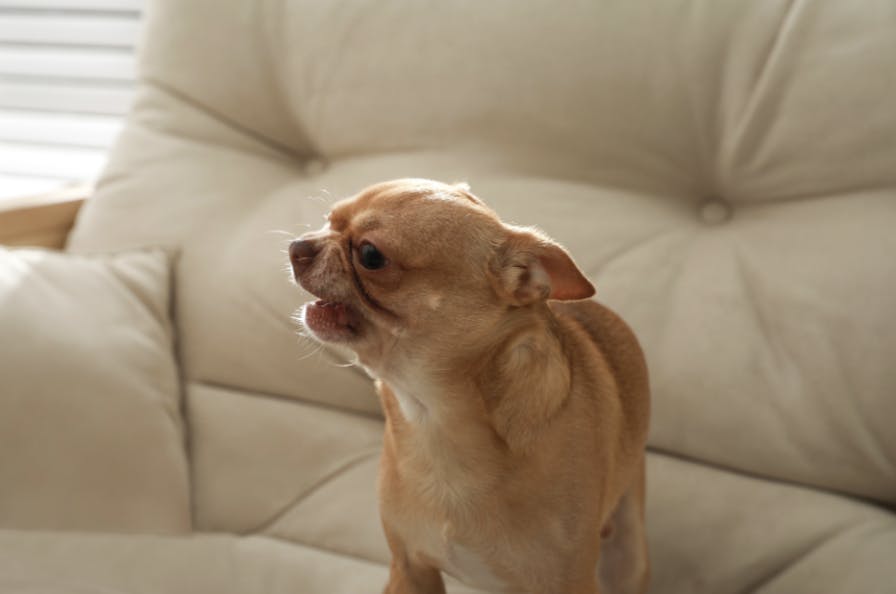 Chihuahua en colère