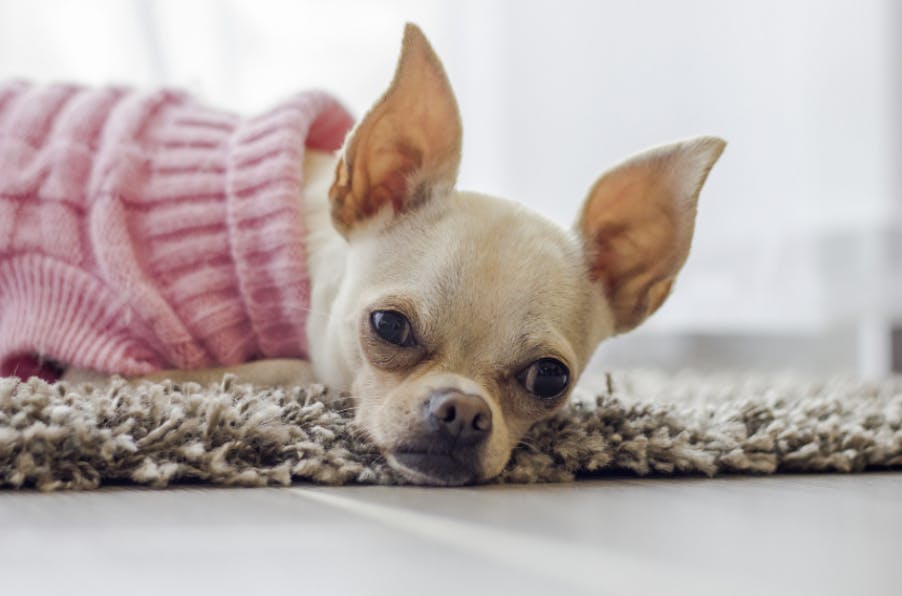 Chihuahua avec un pull rose