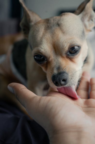 Chihuahua qui lèche la main de son humain