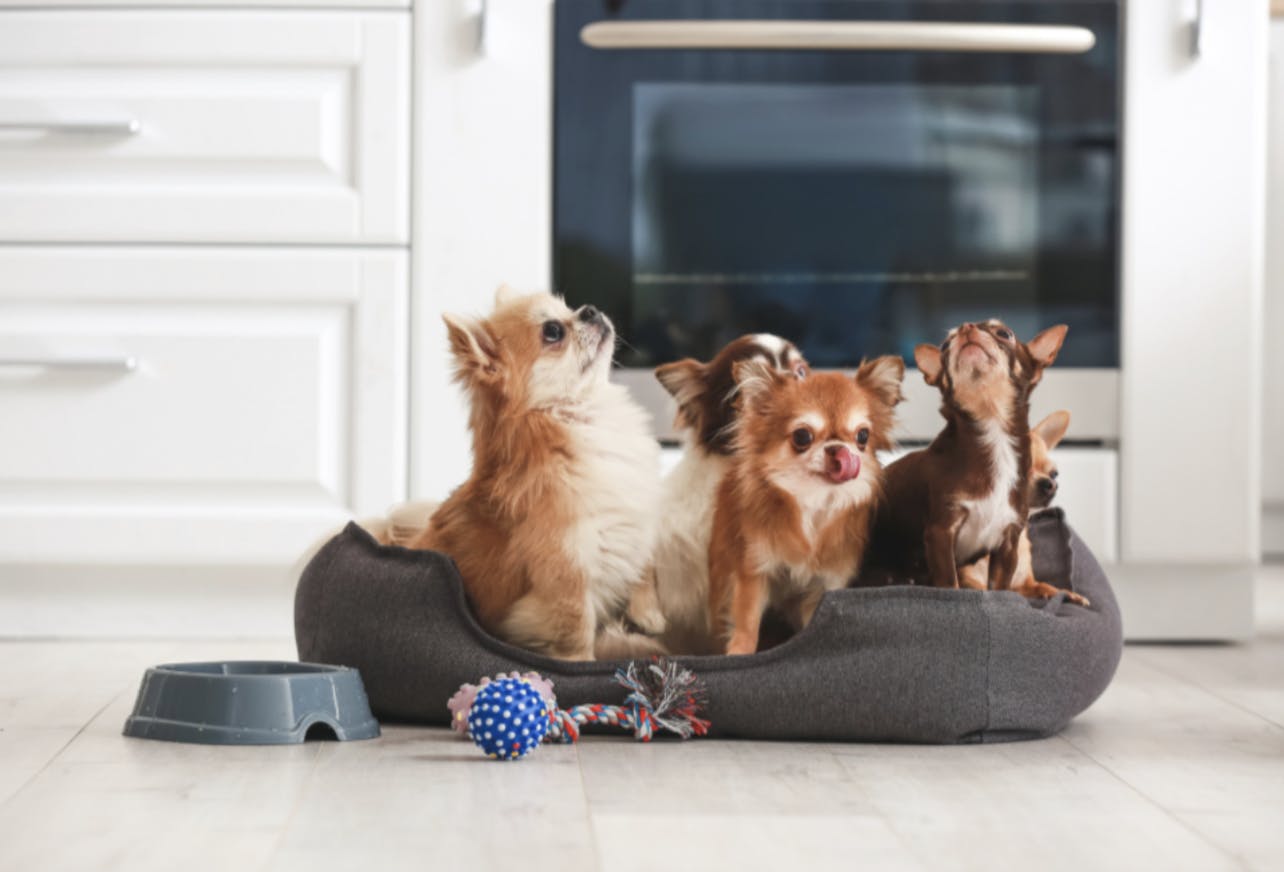 Panier avec des Chihuahua dedans