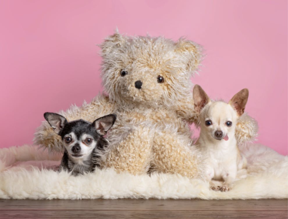 Deux Chihuahua avec une peluche