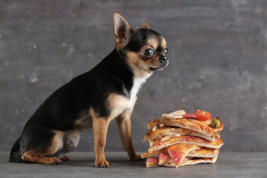 Chihuahua assis devant des parts de pizza