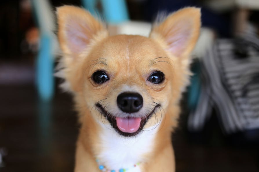 Chihuahua qui sourit