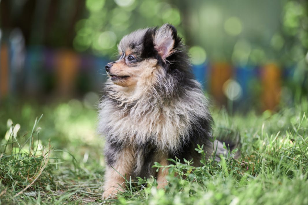 Chihuahua assis dans l'herbe