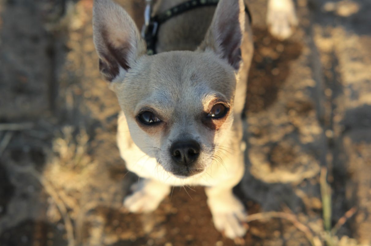 Chihuahua qui lève les yeux vers le soleil 