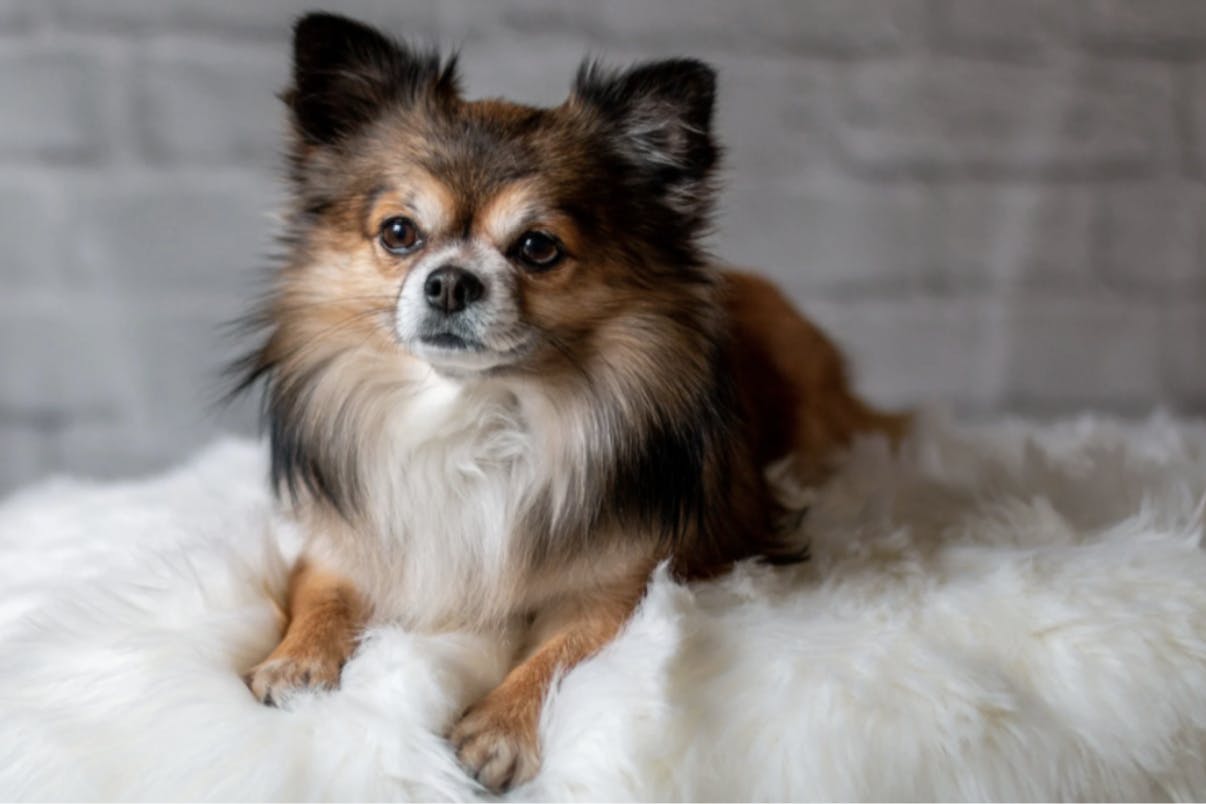 Chihuahua couché sur une couverture 