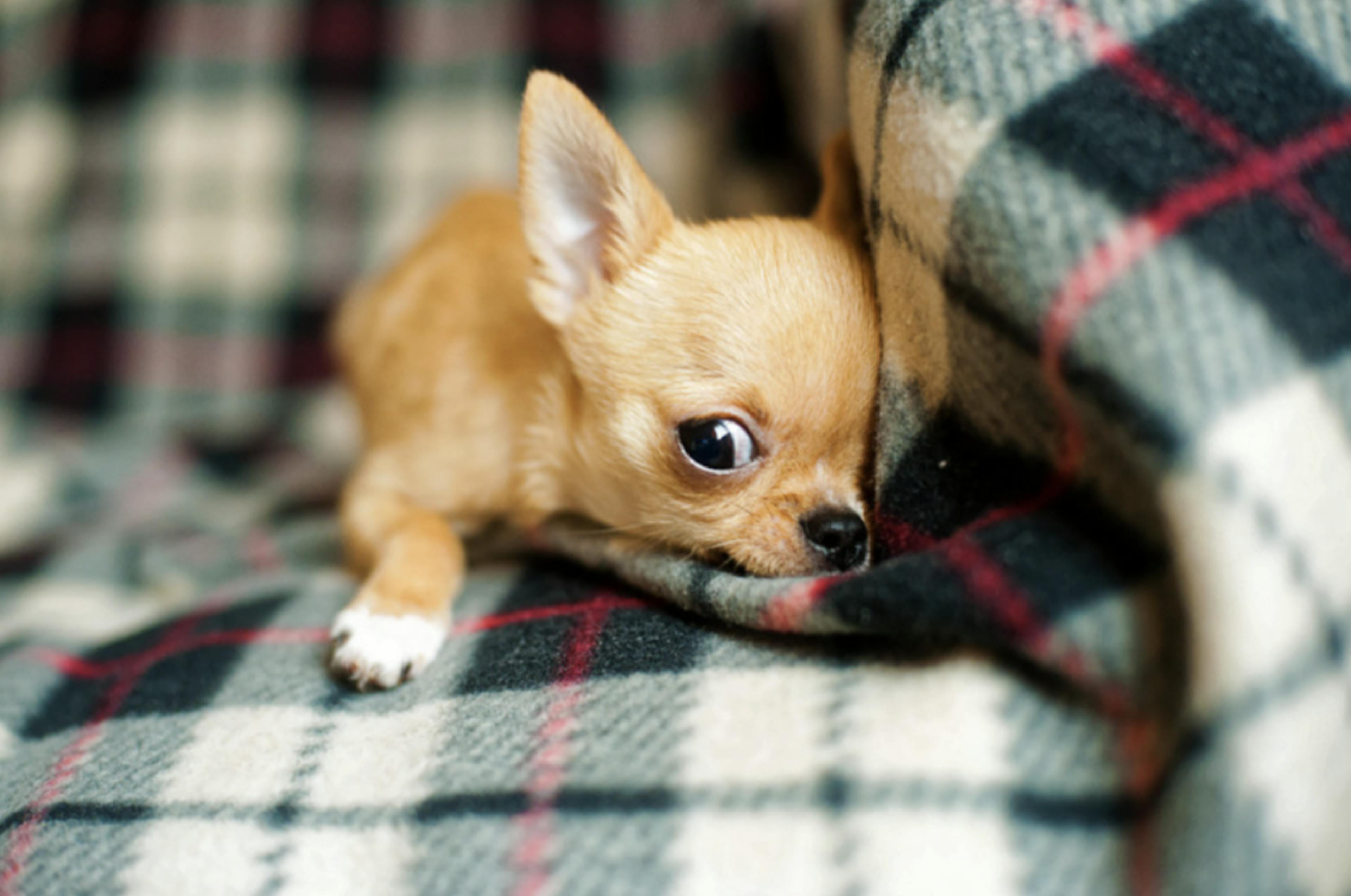 Chihuahua Chiot