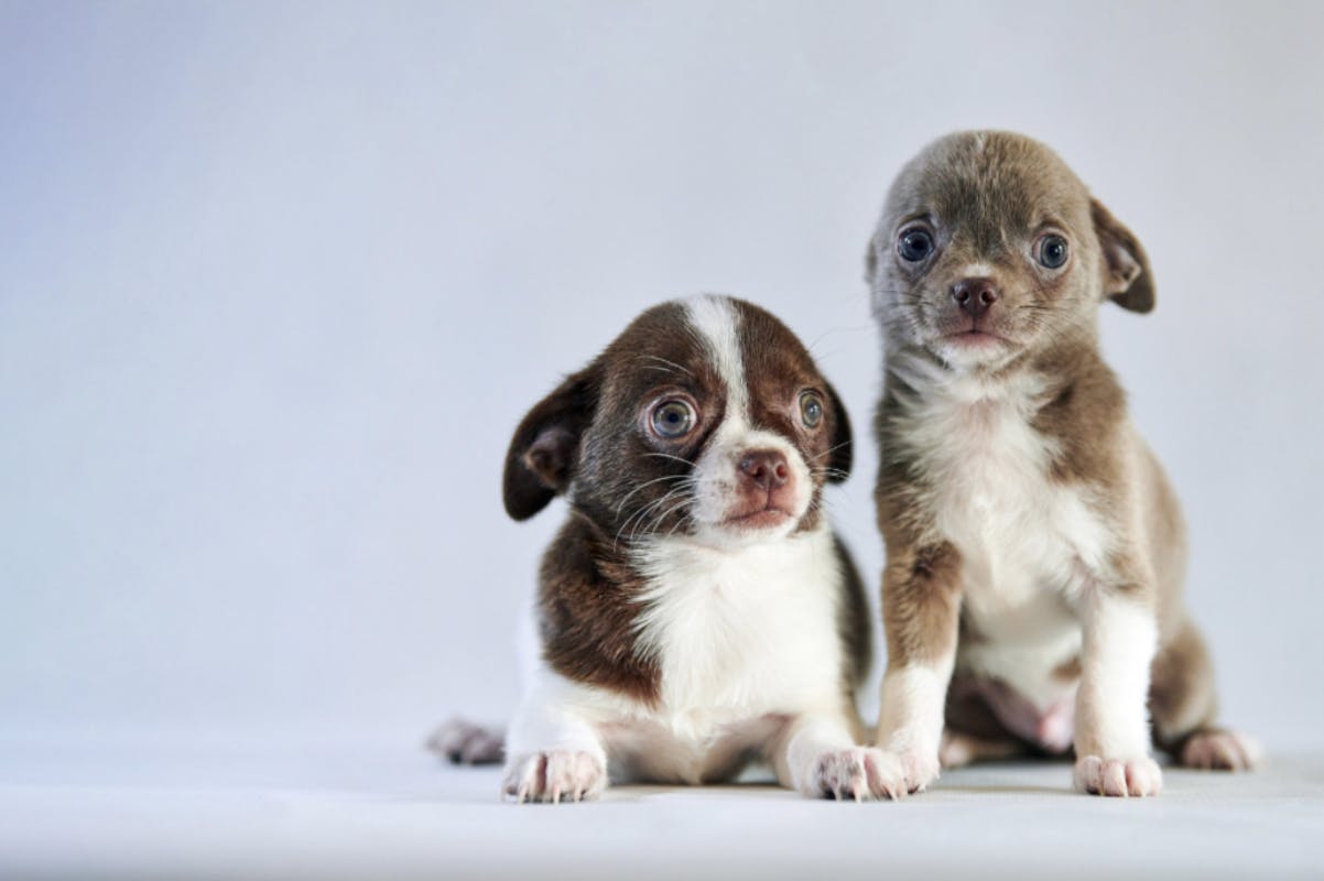 Deux chiots Chihuahua