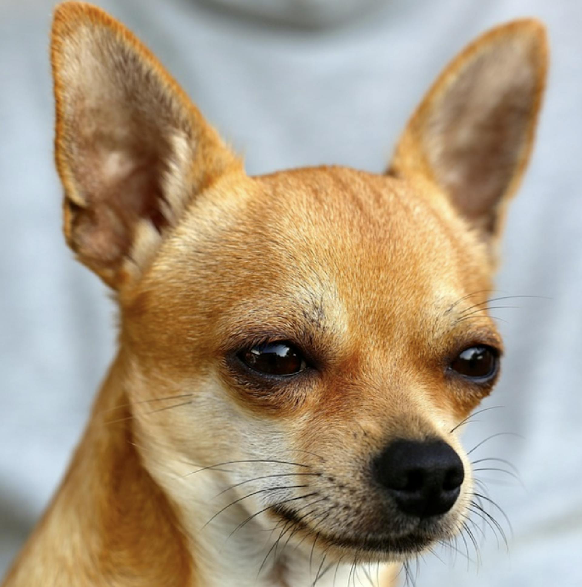 chien chihuahua qui regarde devant lui