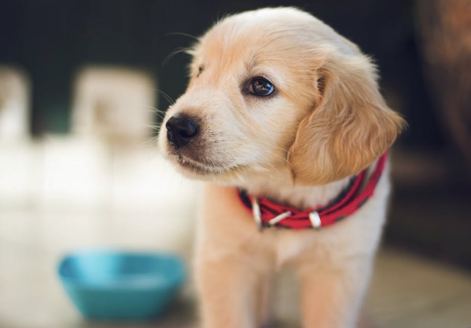 Chiot durée maximale pour se retenir de faire pipi - Berkay Gumustekin - unsplash