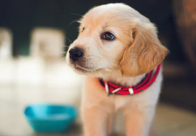 Chiot durée maximale pour se retenir de faire pipi