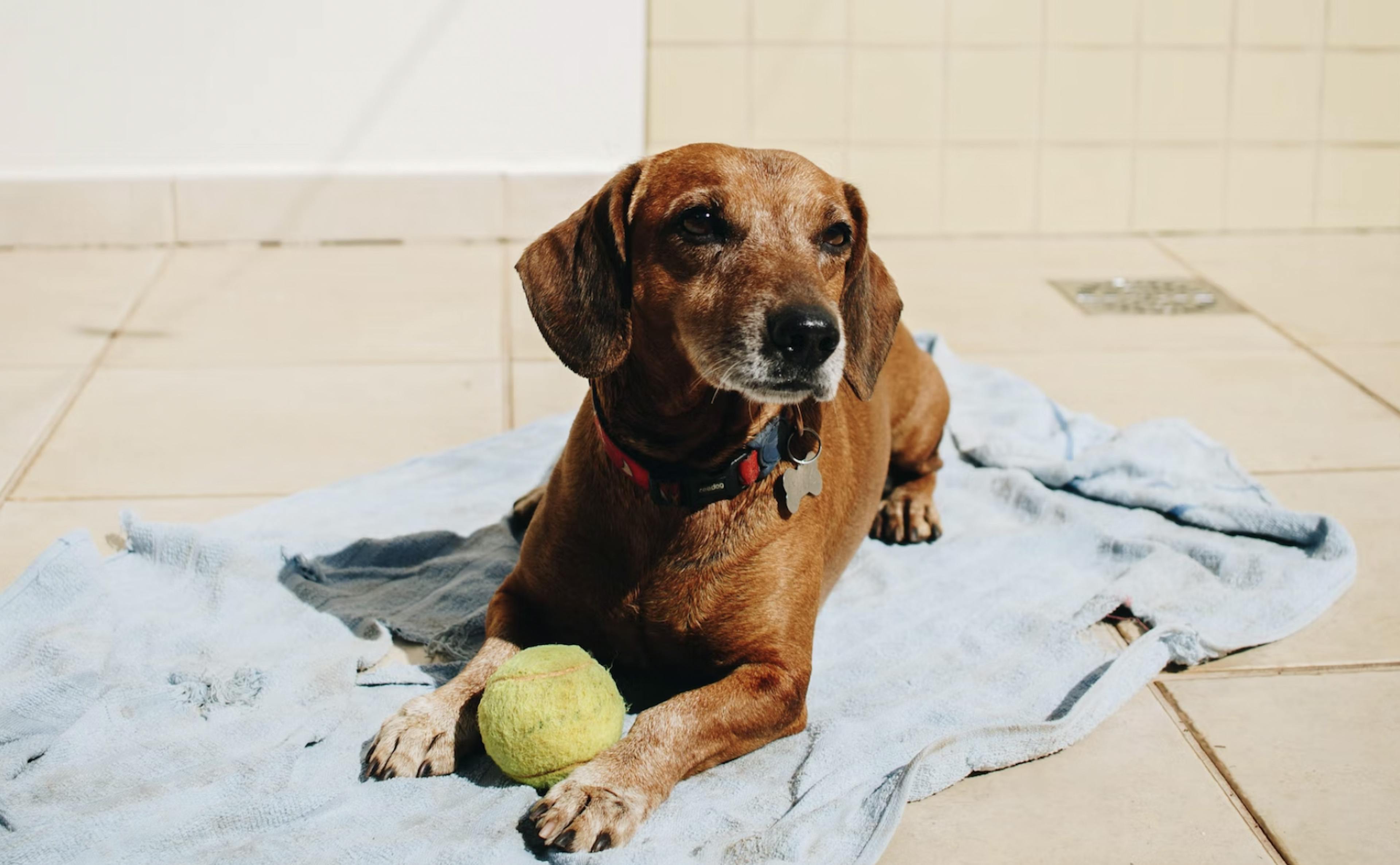 chien au soleil