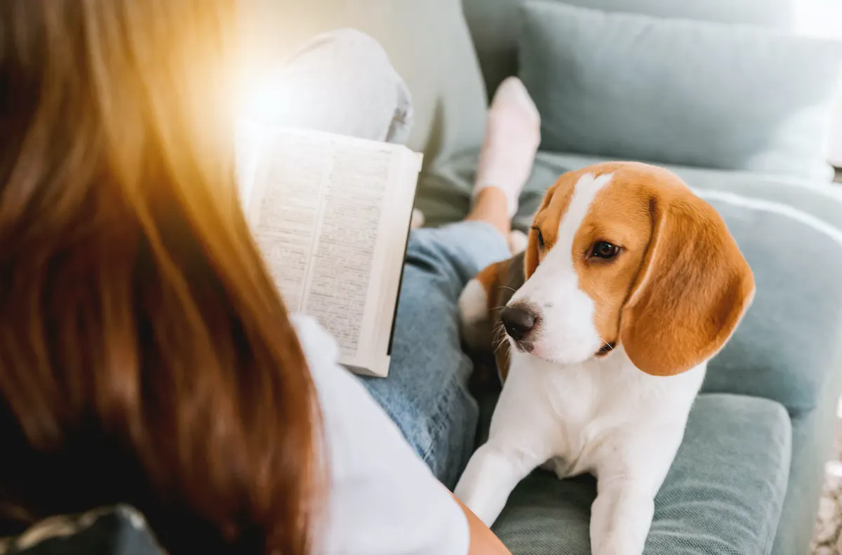 un chien en appartement