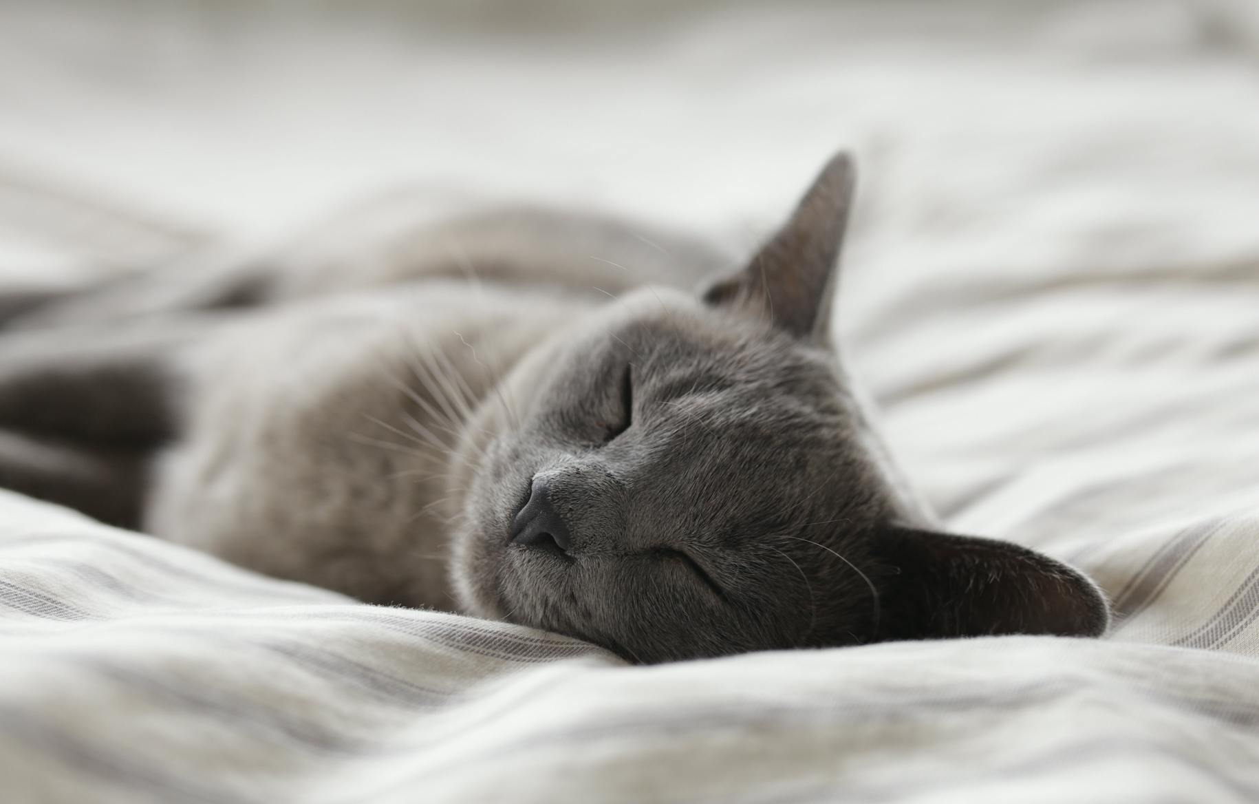 chat qui dort – alexander-possingham – Unsplash