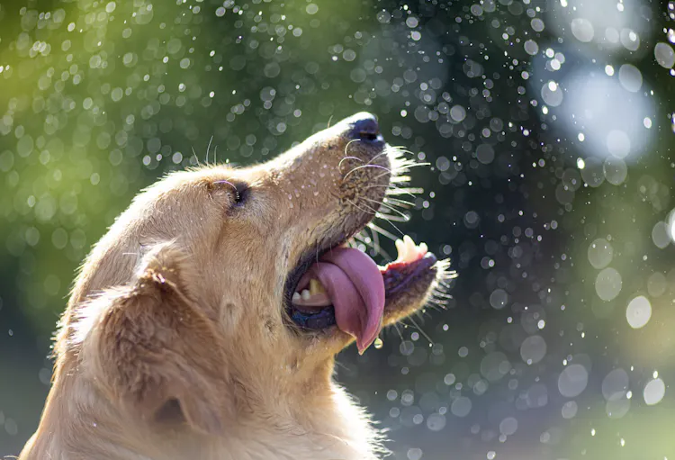 golden retriever qui a soif - Elisa Kennemer - Unsplash