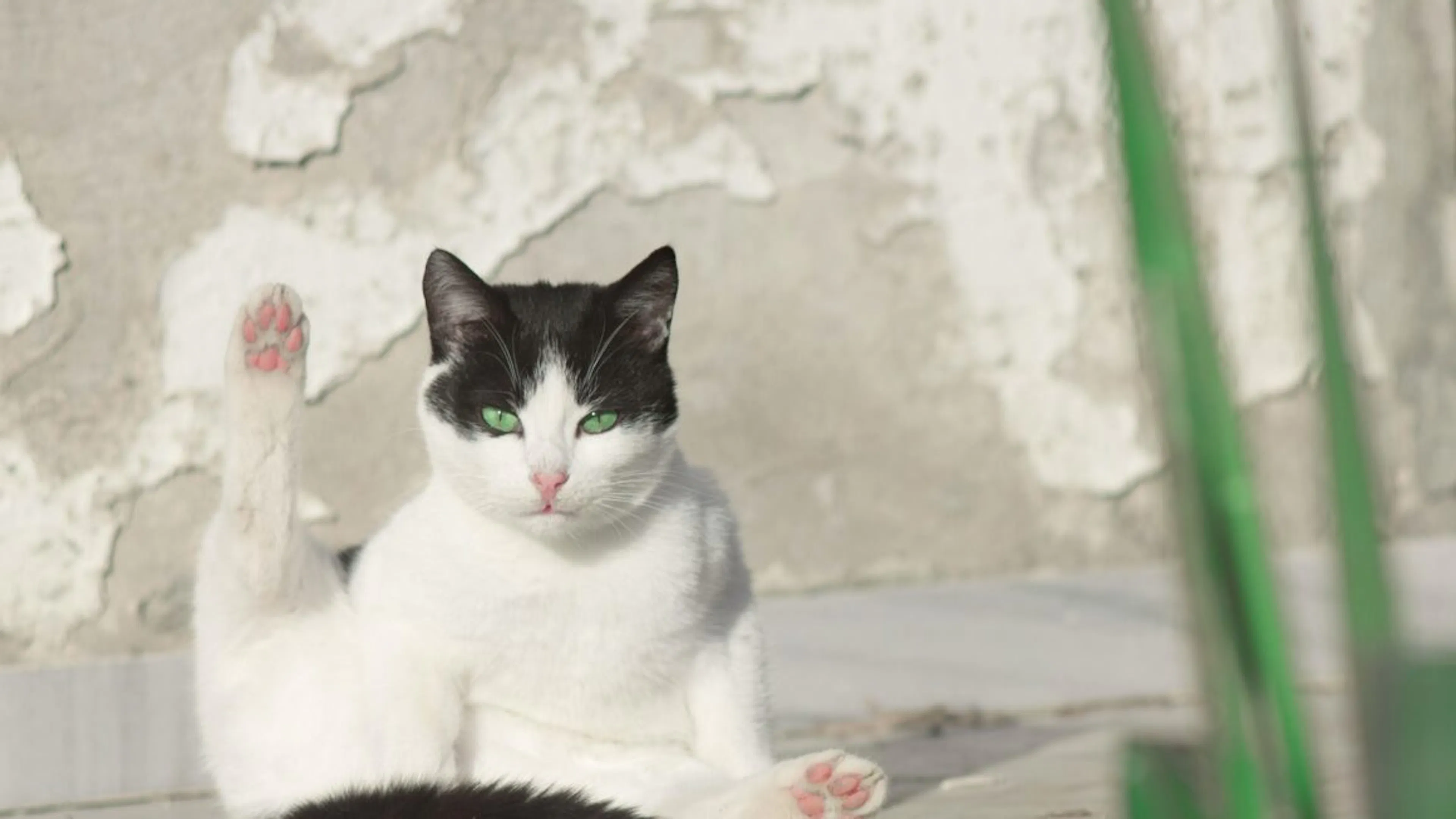 odeur litière chat