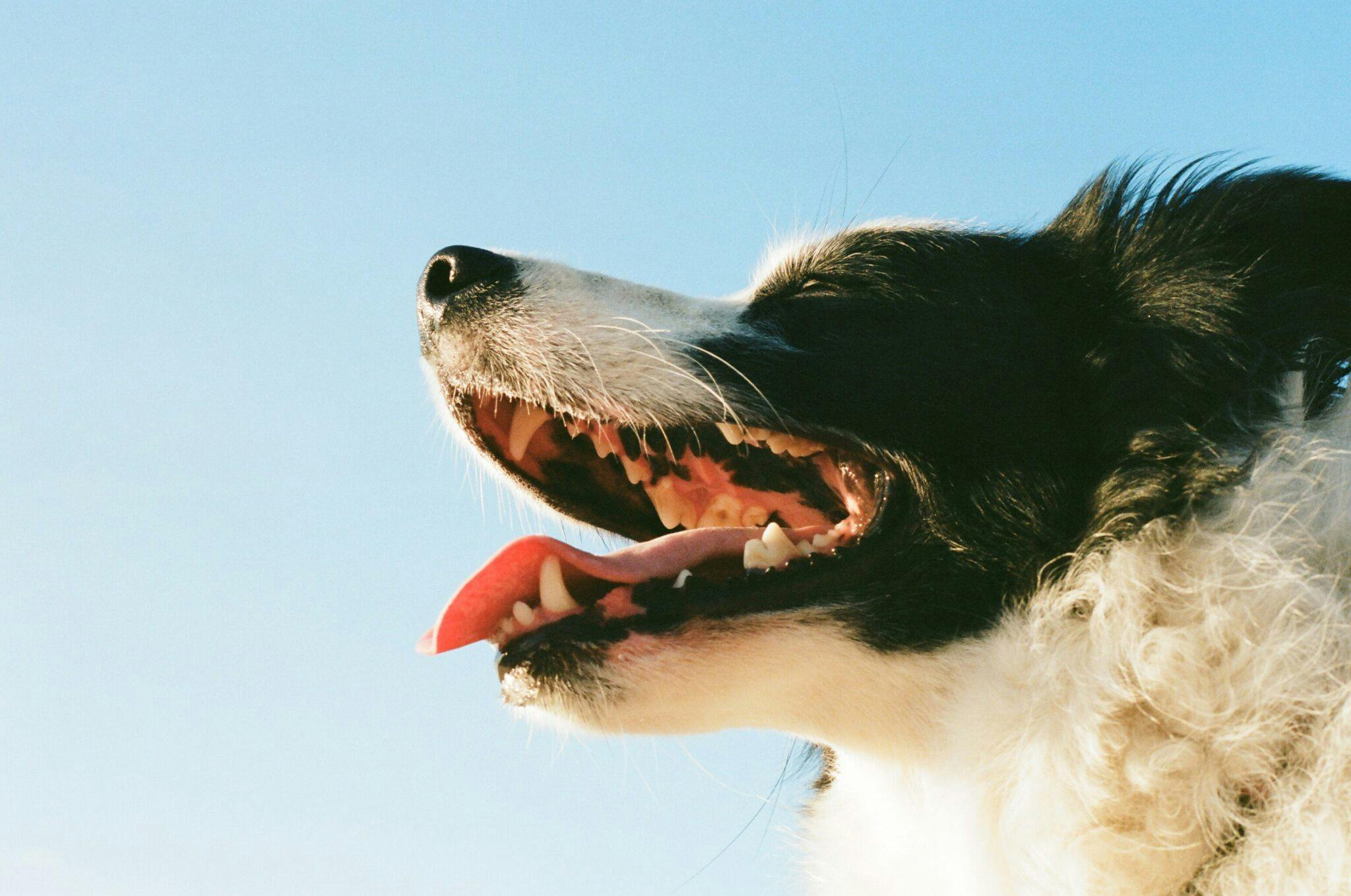 Dents chien – crédit photo : Yoav Hornung