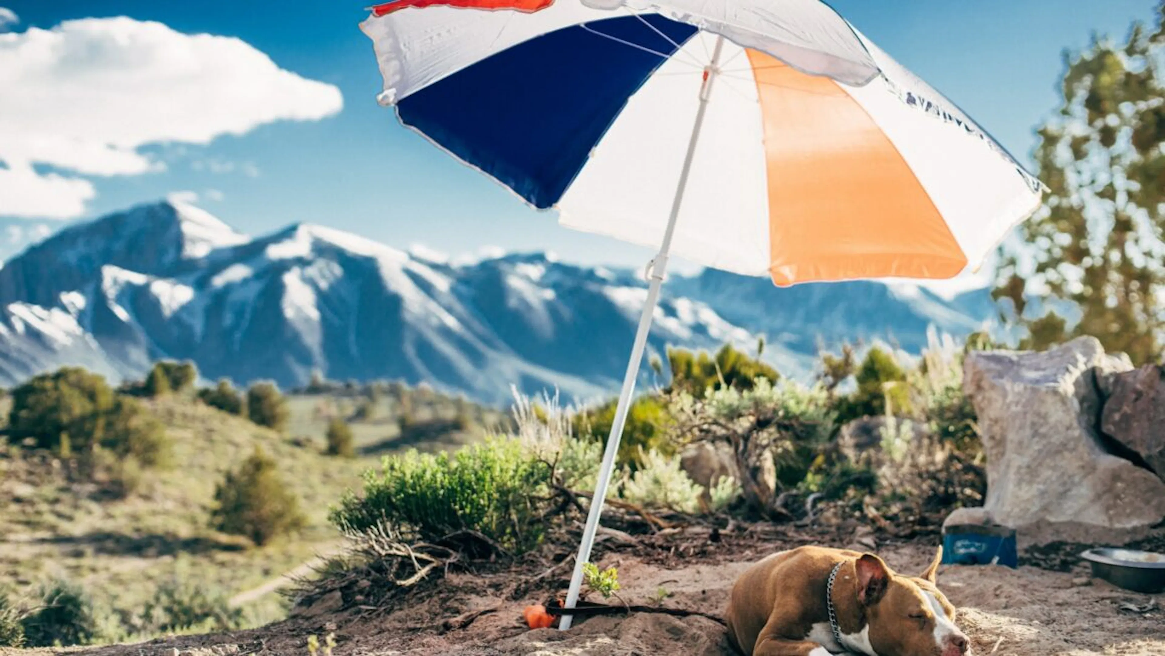 Chien au soleil