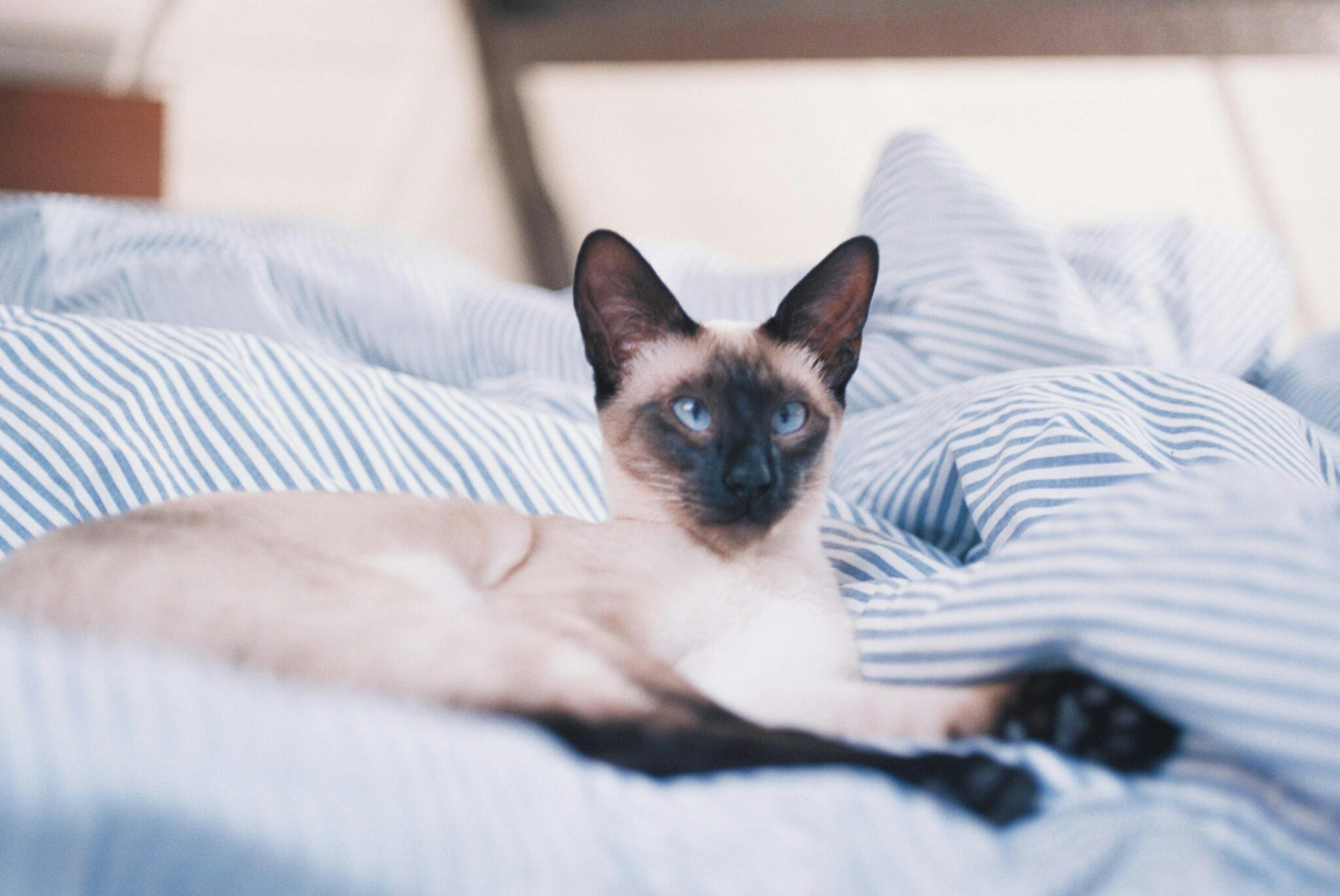 Chat à la maison