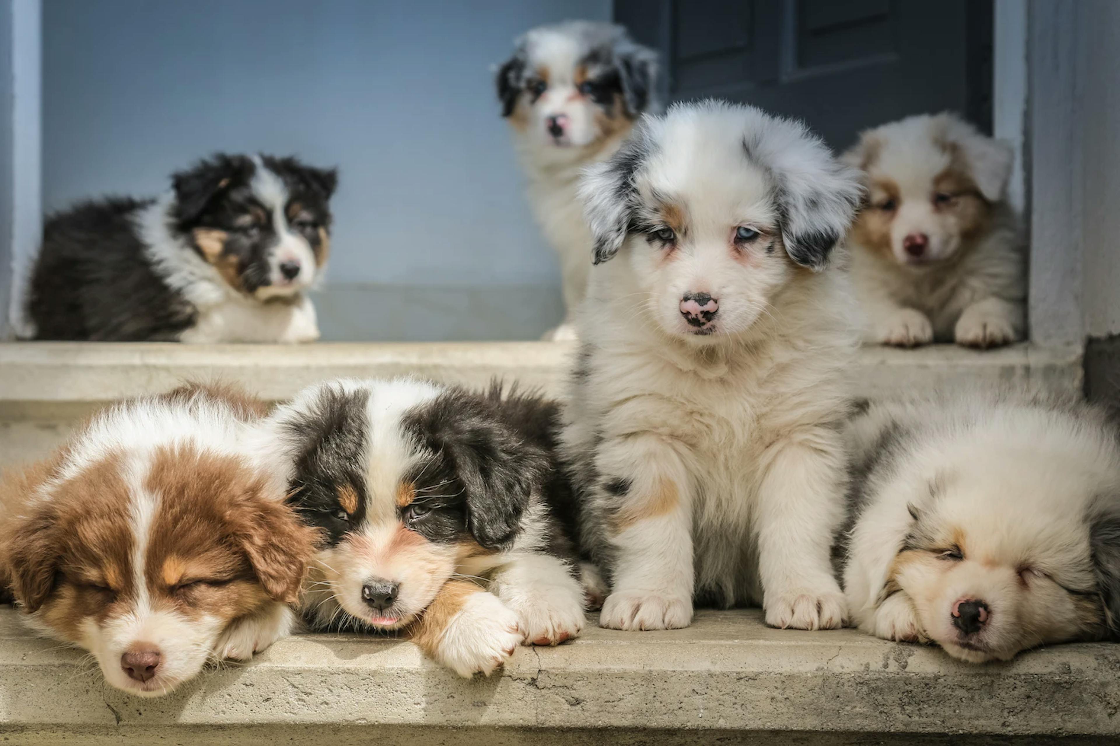 L’alimentation d’un chiot berger australien – par Elmut / Crédit photo : @Jametlene Reskp