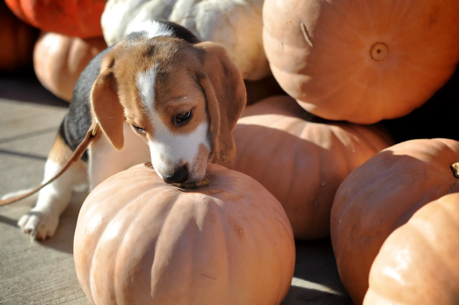 Beagle au milieu des légumes citrouilles
