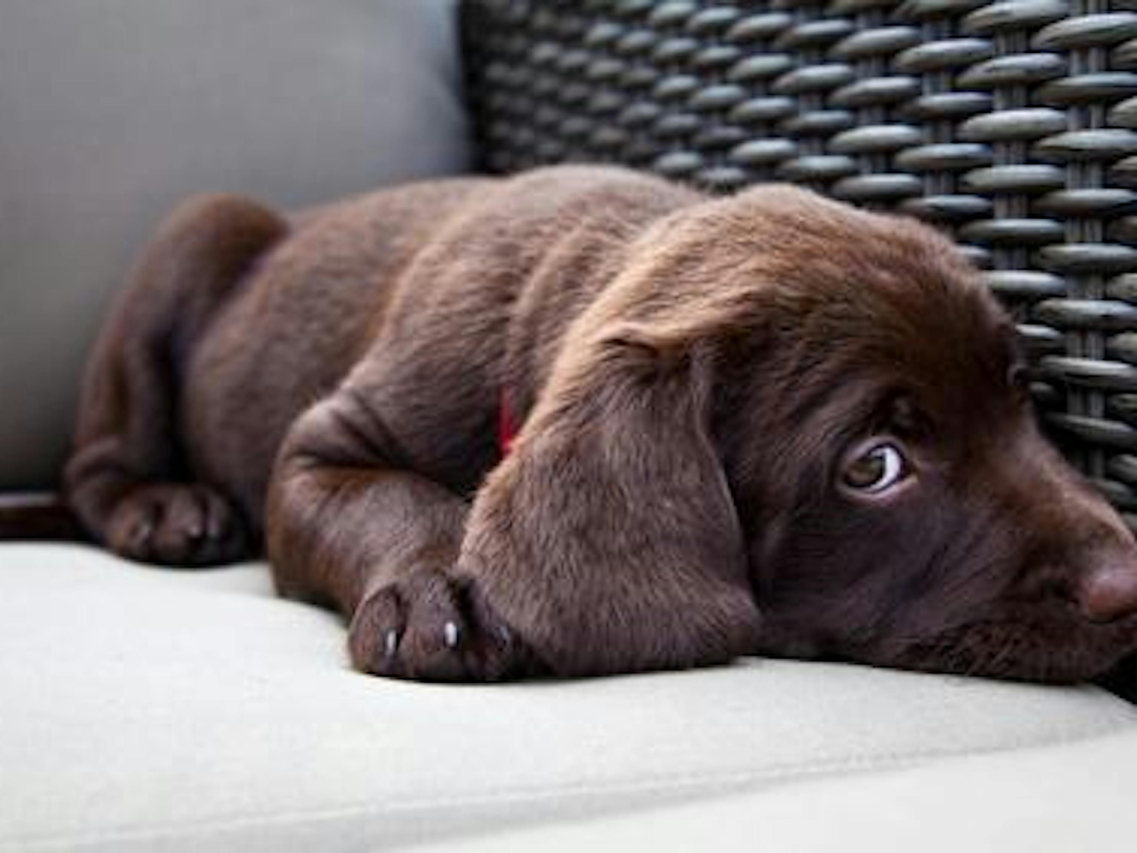 Chien anxieux couché 