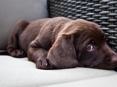 Chien anxieux couché