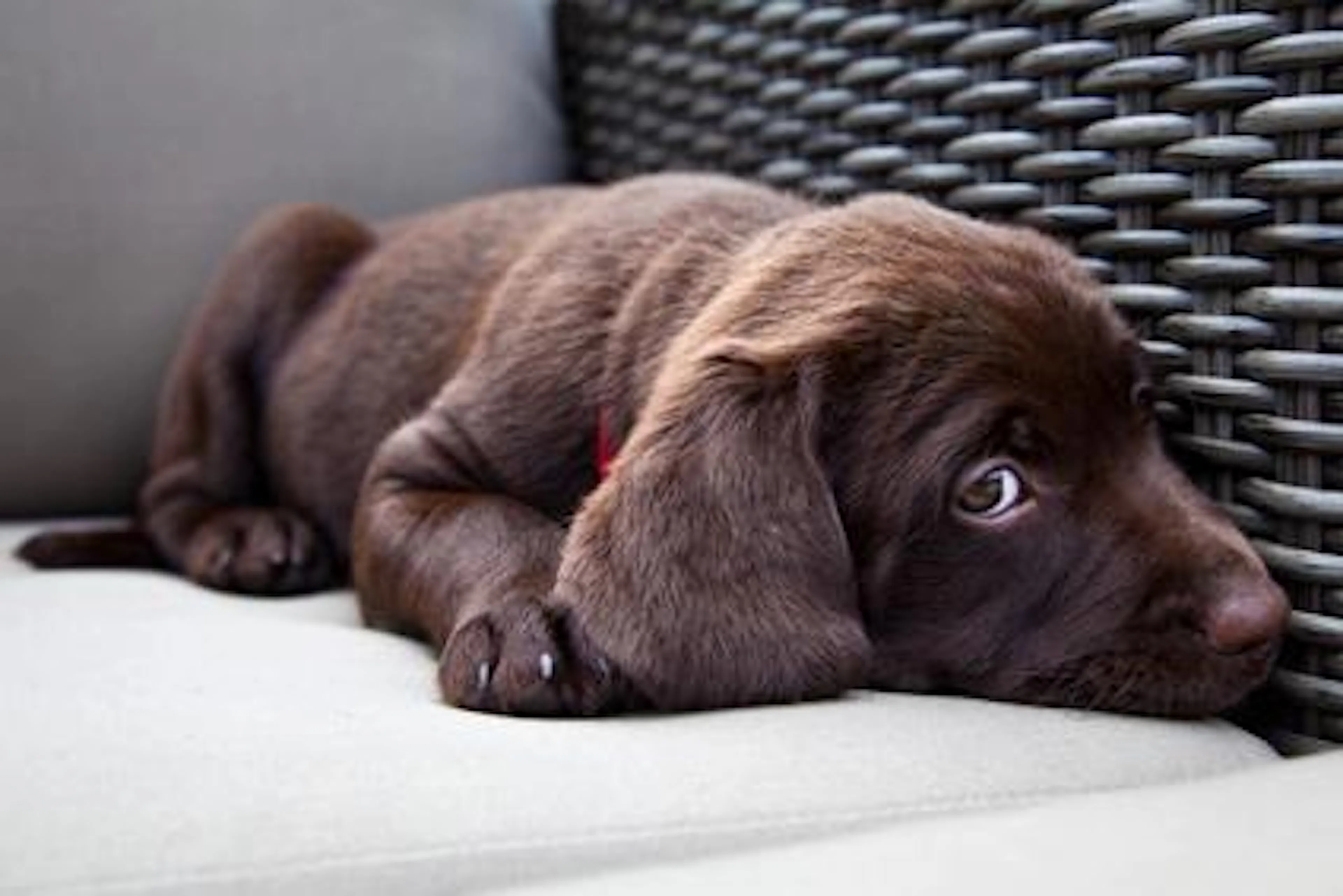 Chien anxieux couché 
