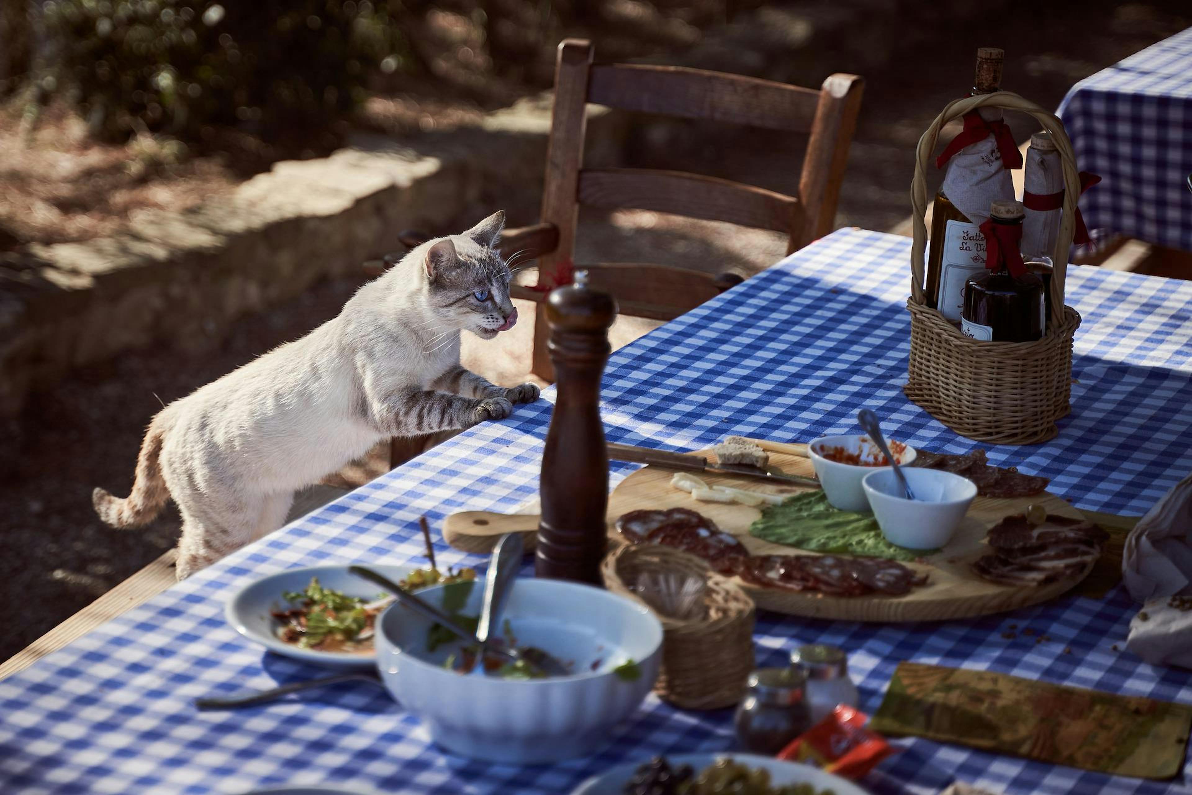 Chat en train de voler dans une assiette sur une table