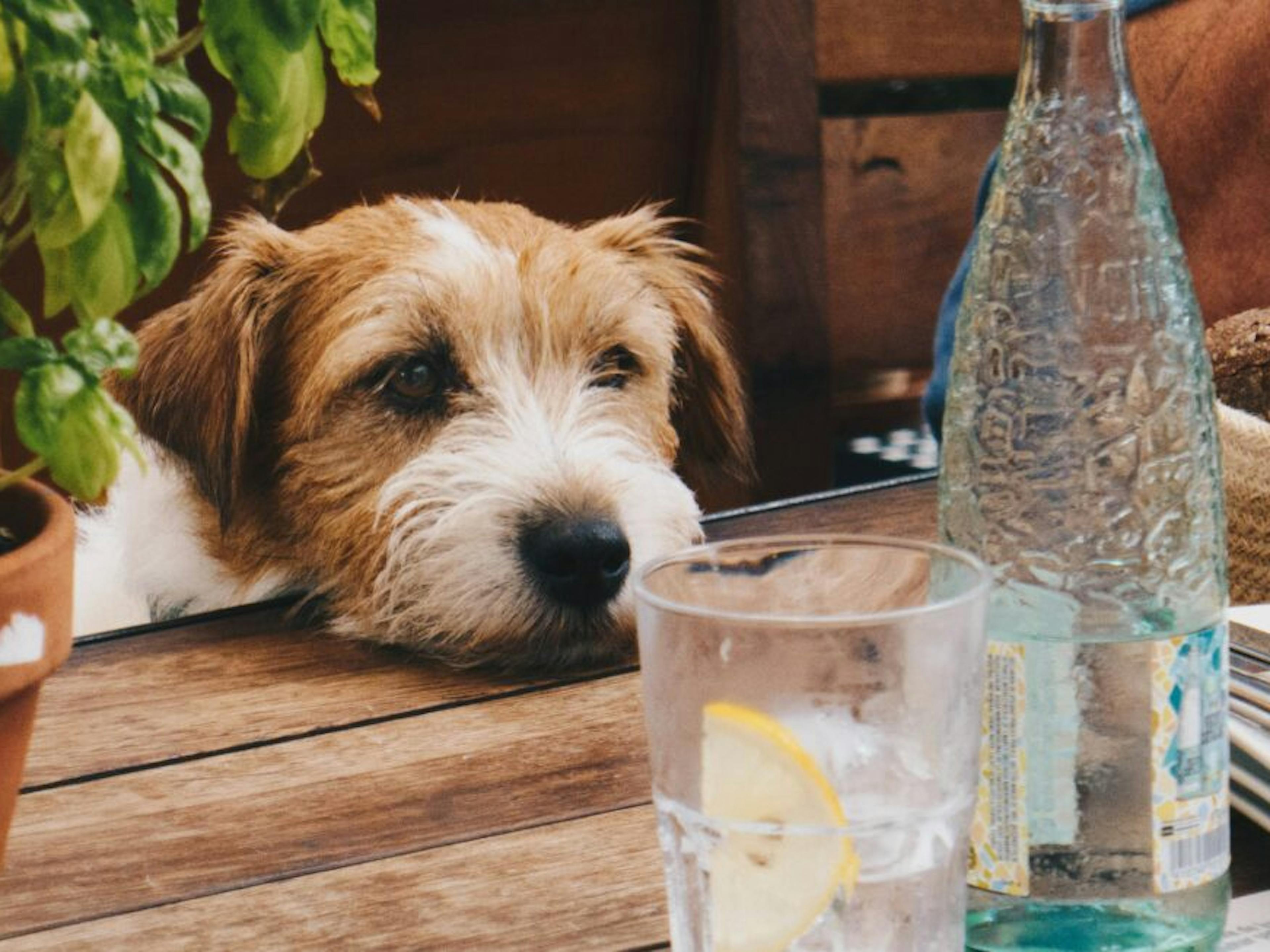 chien devant un verre d'eau