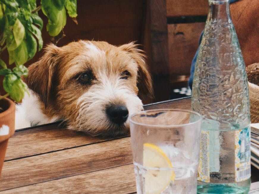 chien devant un verre d'eau