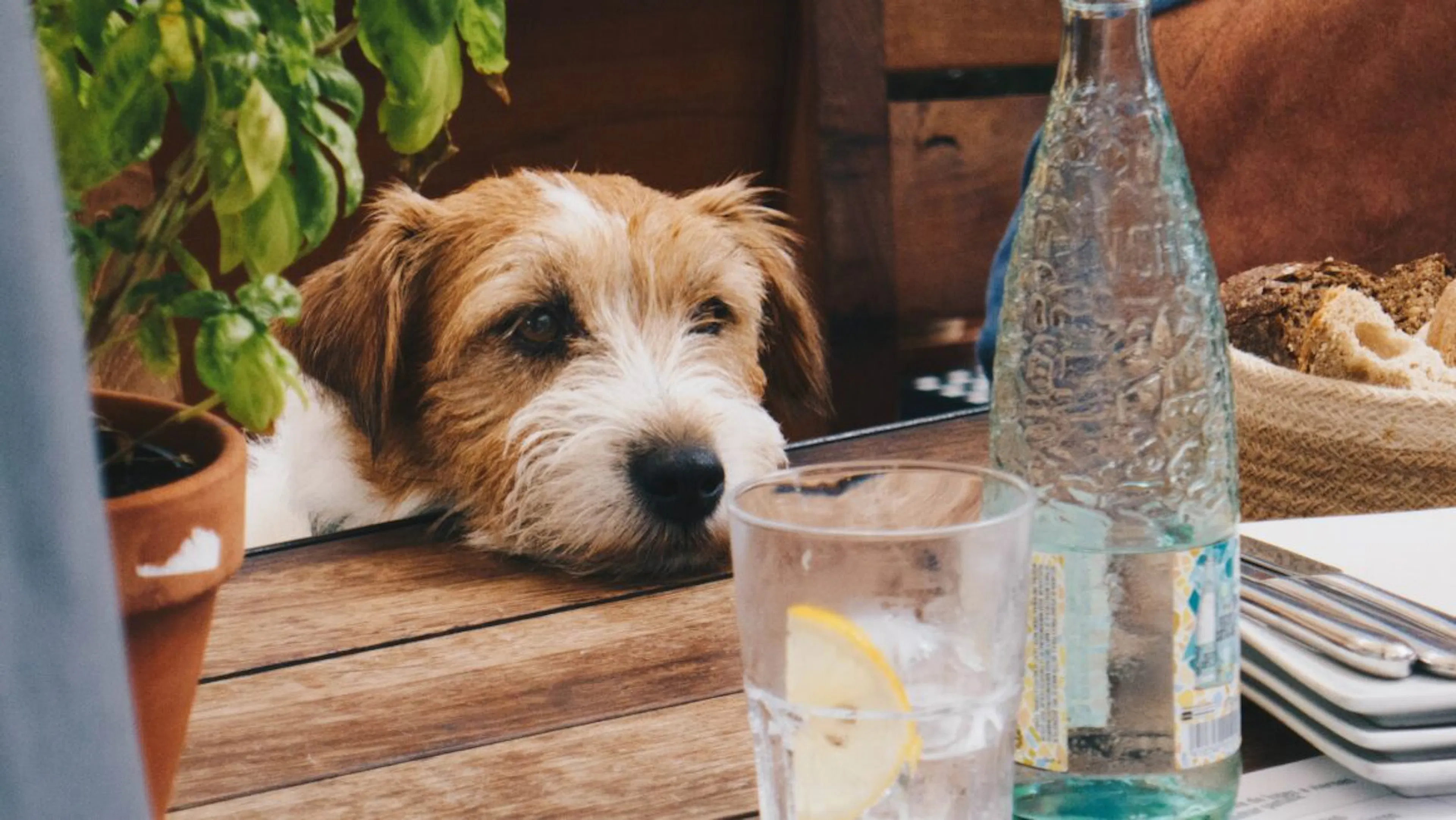 chien devant un verre d'eau