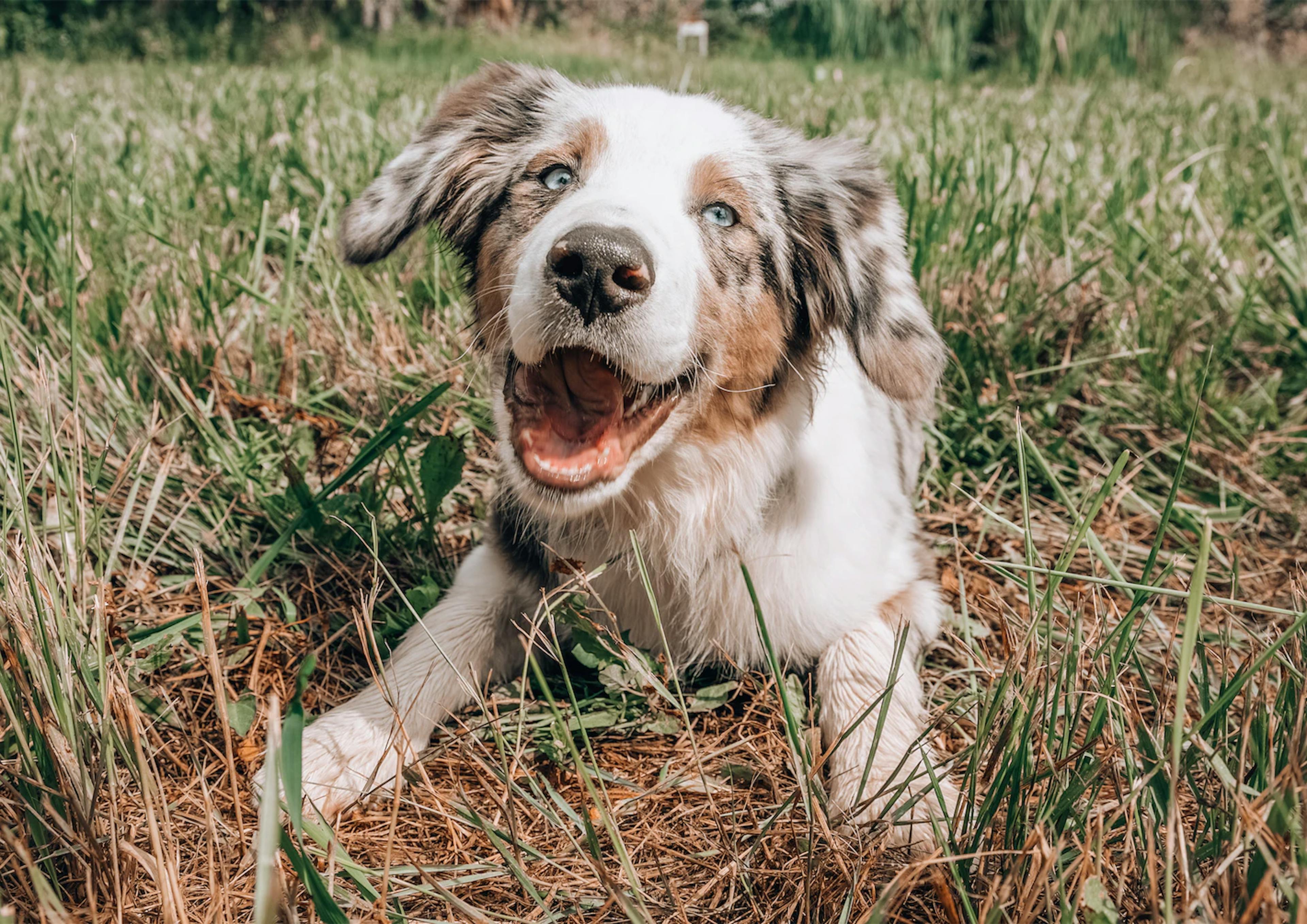 Chien heureux en balade