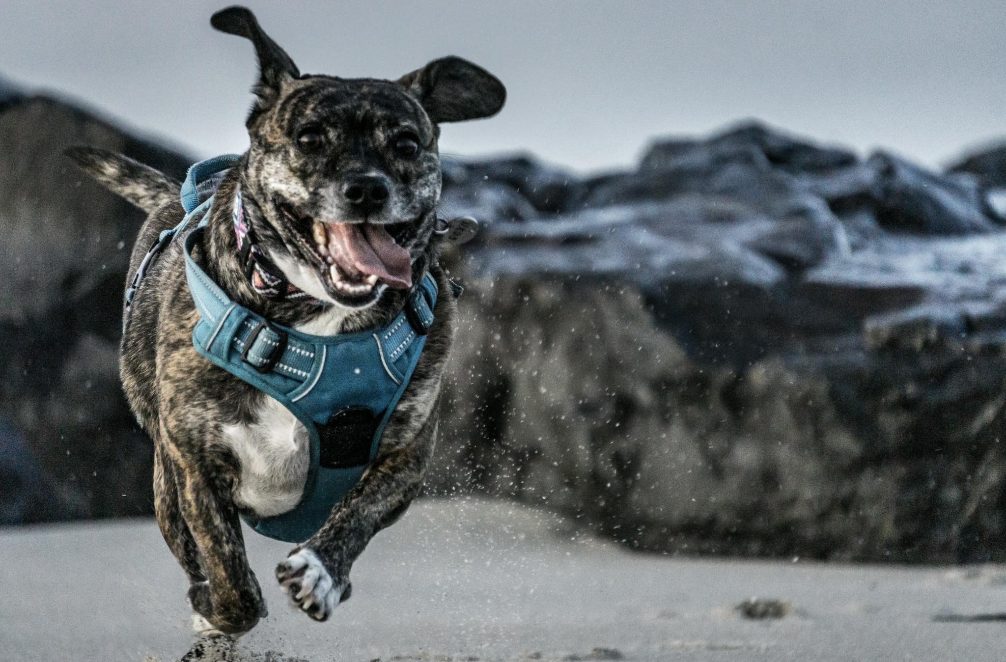 harrison-kugler-unsplash chien qui court