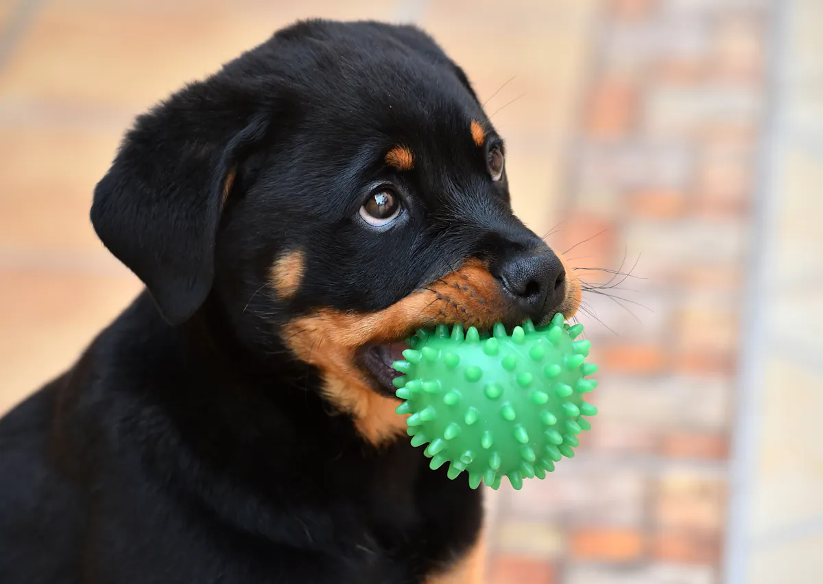 chiot rottweiler qui tient sa balle dans sa gueule
