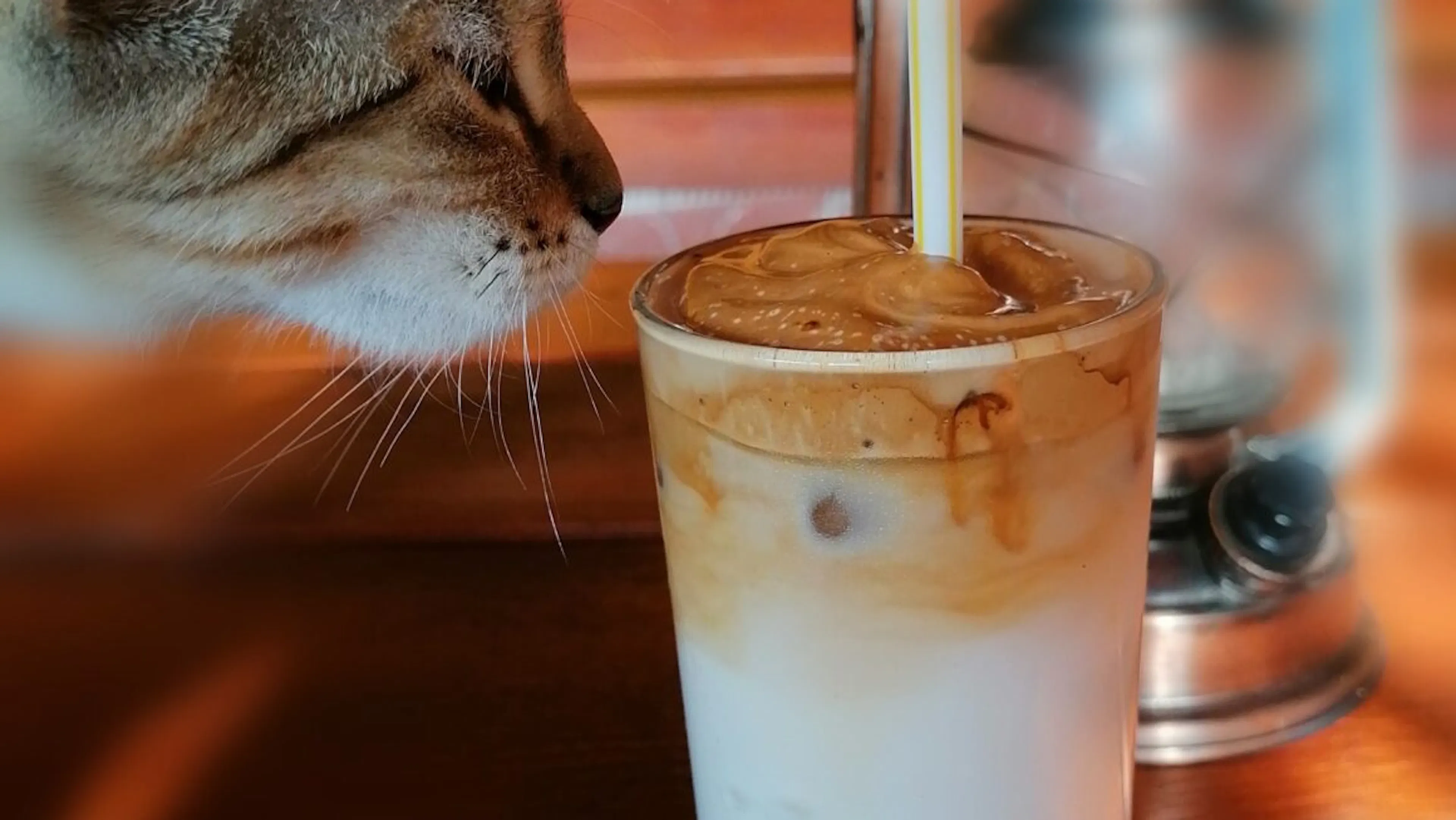 les aliments dangereux pour les chats
