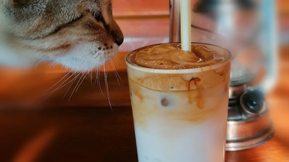 les aliments dangereux pour les chats