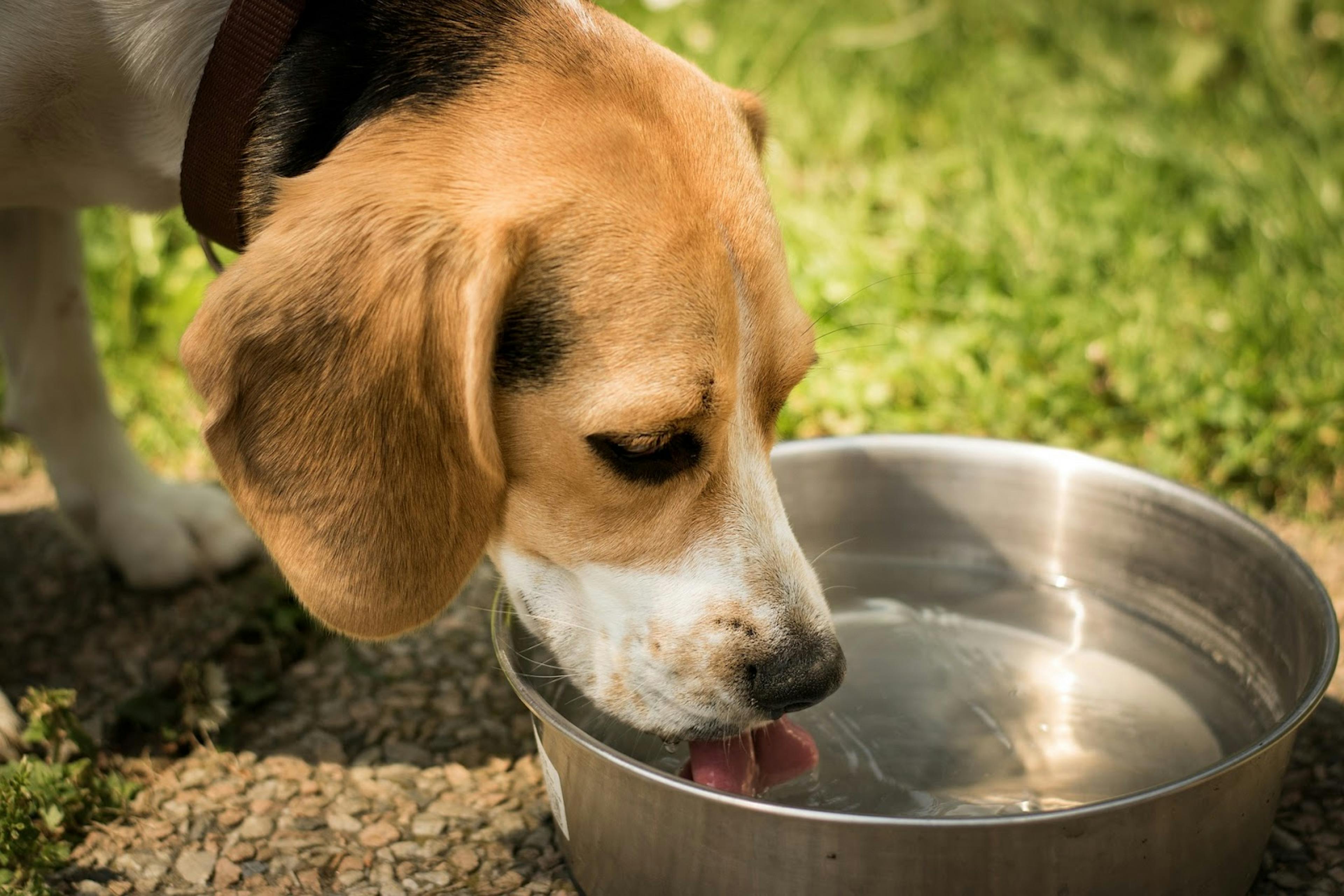 Chien en train de s’hydrater