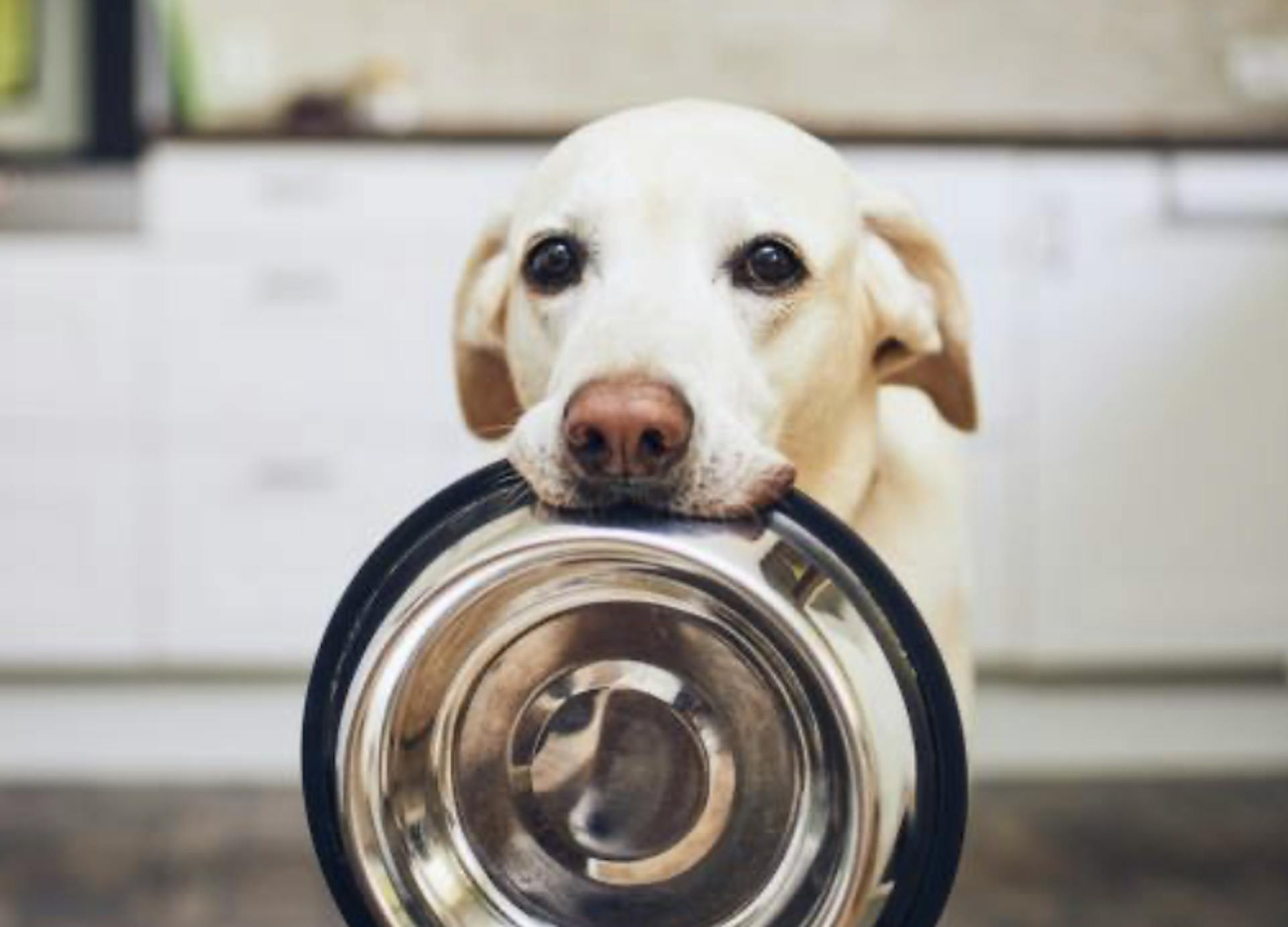 Chien qui attend des friandises d’été