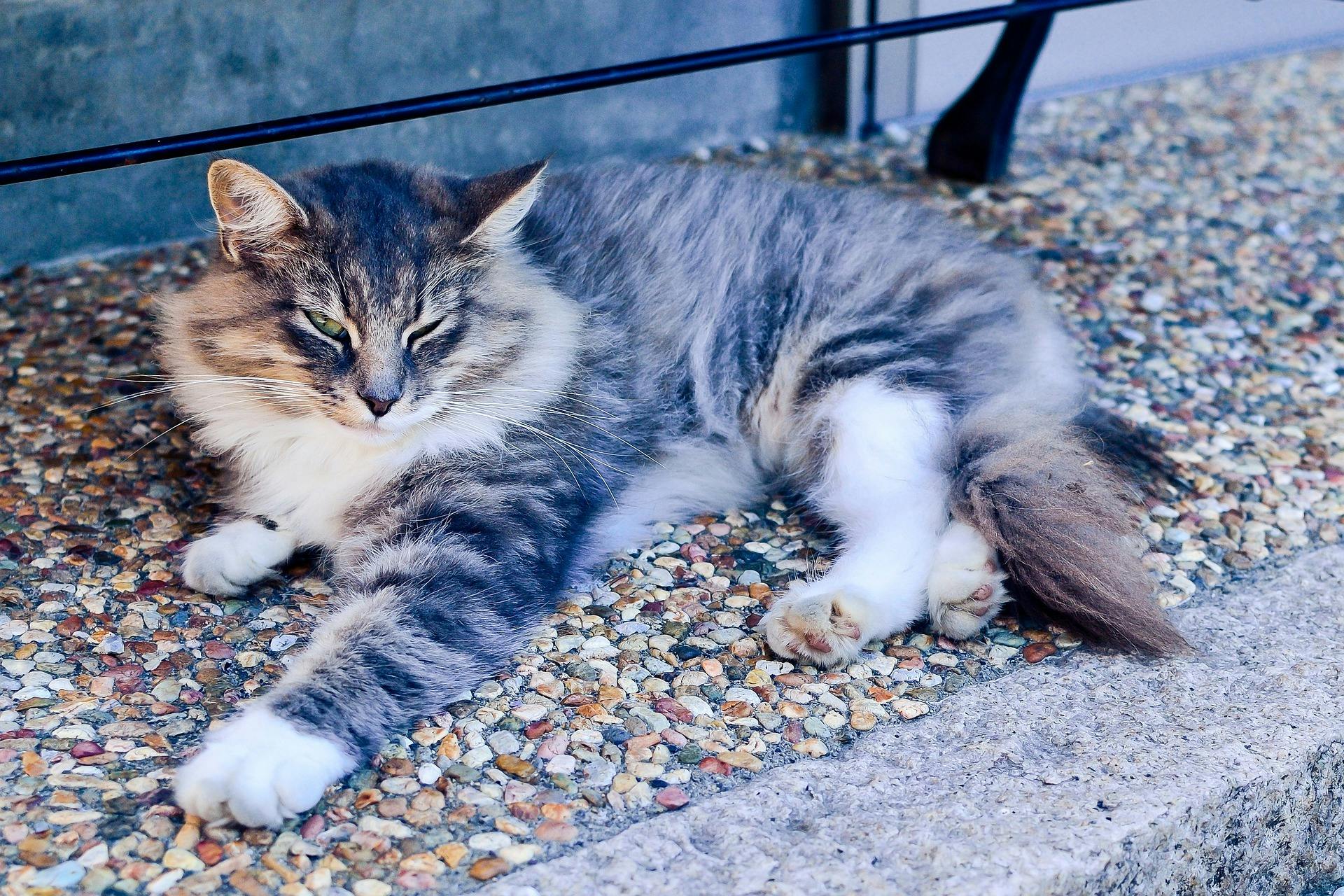 chat qui ferme les yeux