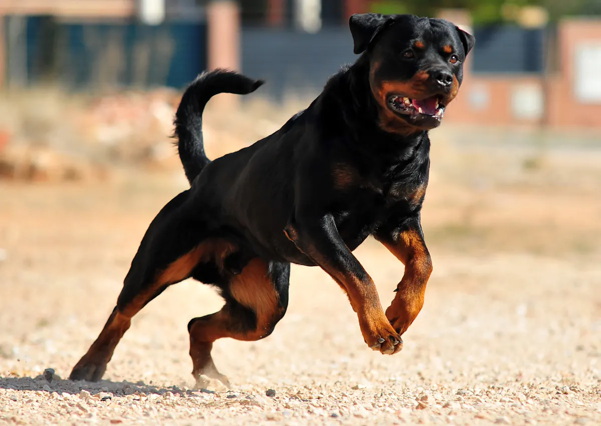 Rottweiler prêt à bondir