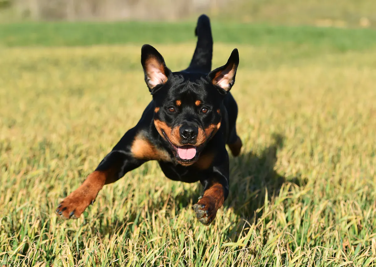 Rottweiler qui court dans l'herbe