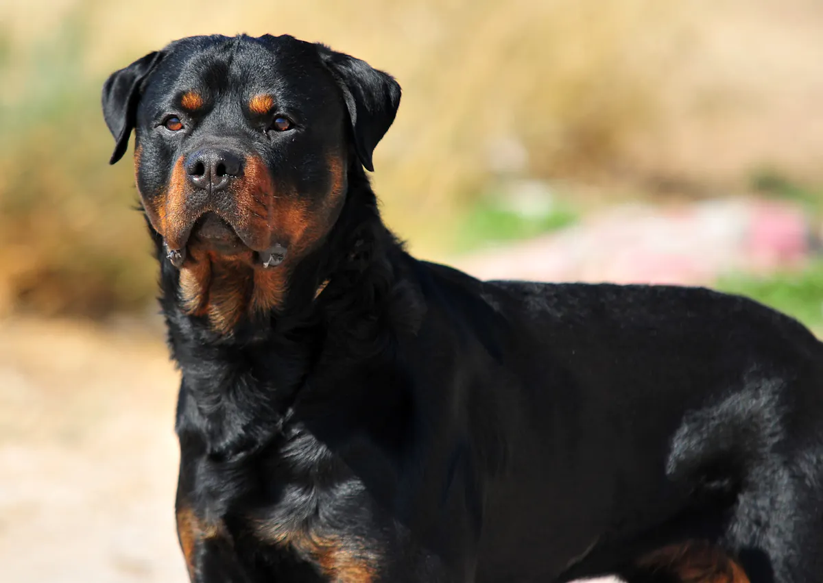Rottweiler attentif à ce qui se passe