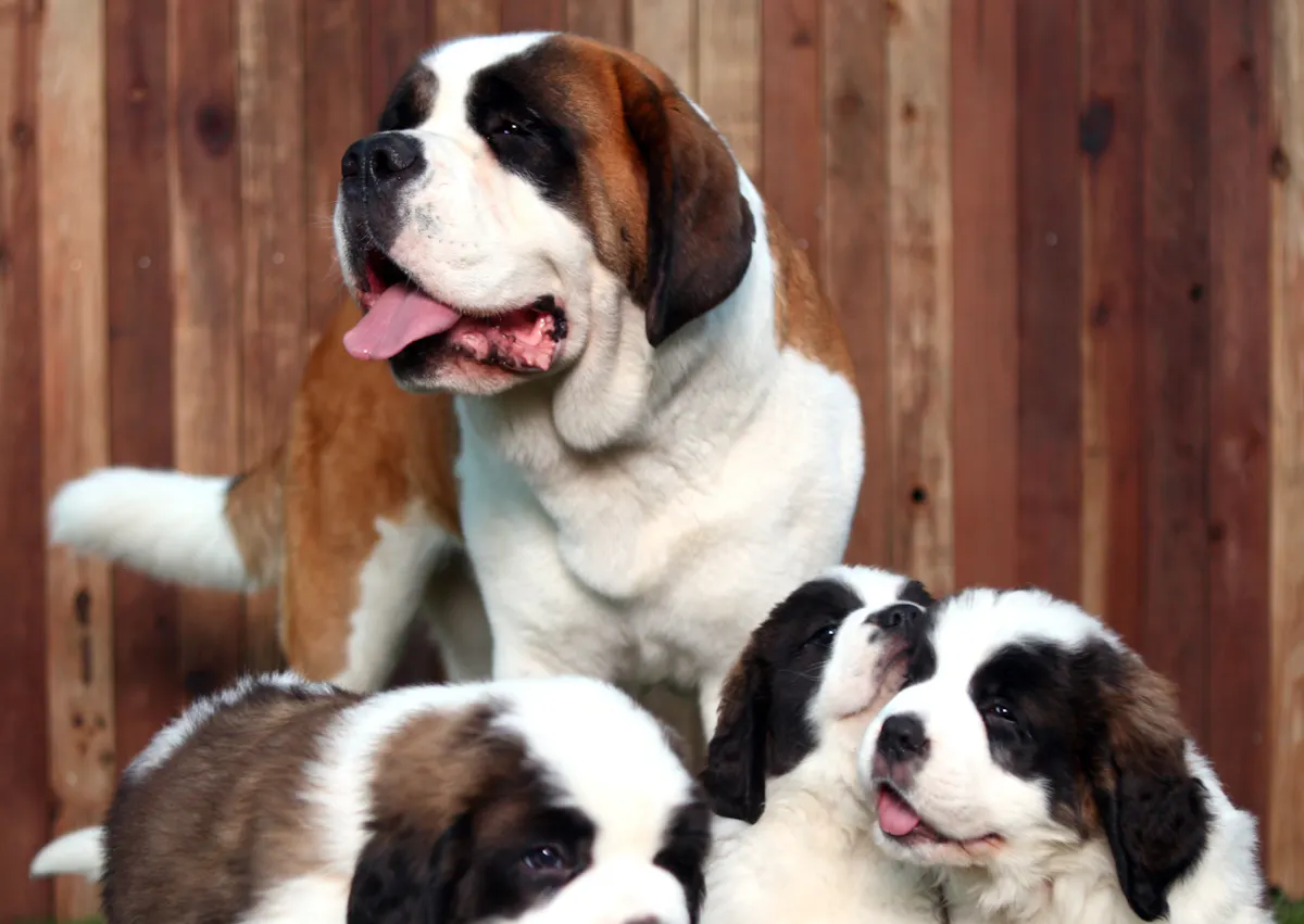 Saint-Bernard assis avec ses chiots devant lui