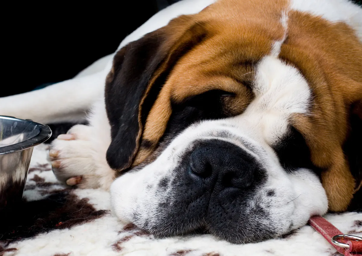 Saint-Bernard qui dort