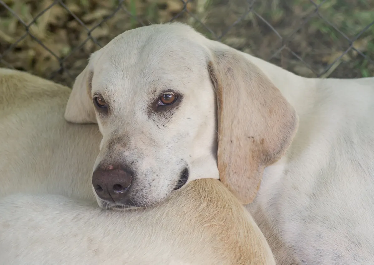 Chien Billy couché sur un congénaire
