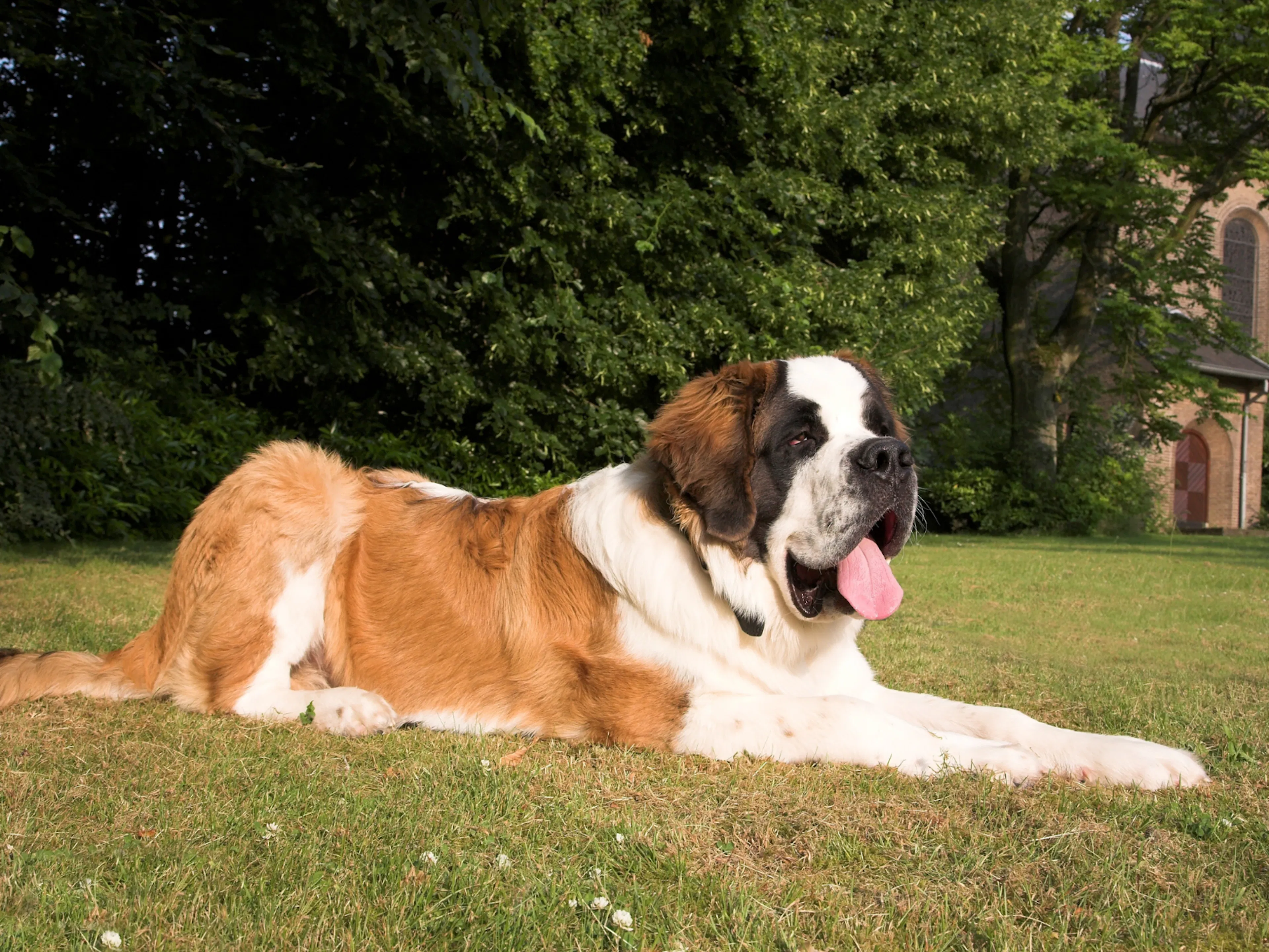 Saint-Bernard allongé dans l'herbe, il tire la langue